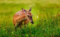 white tailed deer - one of the most common animals in the Smoky Mountains