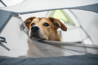 dog in a tent