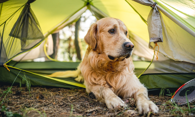 golden sitting in a tent