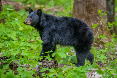 black bear in the smoky mountains