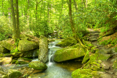 Ramsey Cascades Trail on running along stream