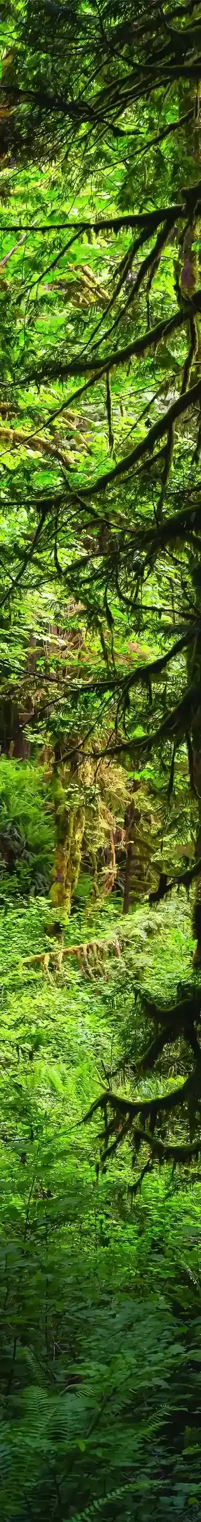 product-tree-compress