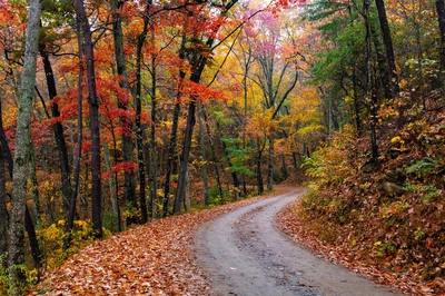 rich mountain road in the Smokies in the fall